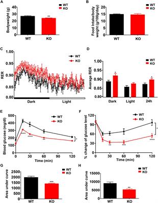 BCAA Catabolic Defect Alters Glucose Metabolism in Lean Mice